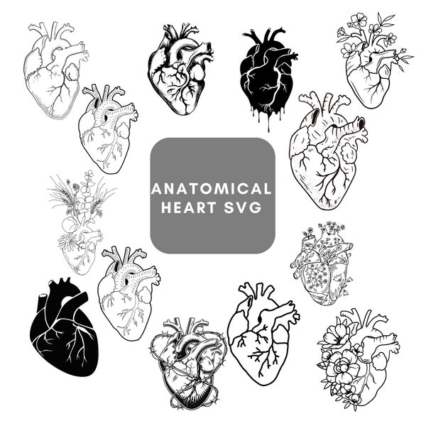 New Svg, Anatomy Svg, Anatomical Heart svg bundle, Flower Heart Svg, Human Heart Svg, Heart SVG, Medical Svg, Cut File For Cricut