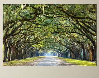 May include: A landscape print of a tree-lined road. The image features a long, straight road framed by large trees with overhanging branches covered in Spanish moss. The scene is bathed in sunlight, creating a sense of depth and tranquility.