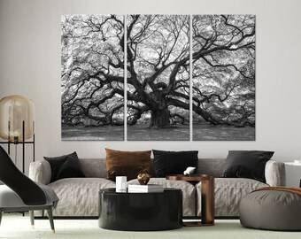 Può includere: Una fotografia in bianco e nero di un grande albero di quercia tentacolare con i suoi rami che si estendono in tutte le direzioni. L'albero si trova in un campo d'erba e l'immagine è divisa in tre pannelli.