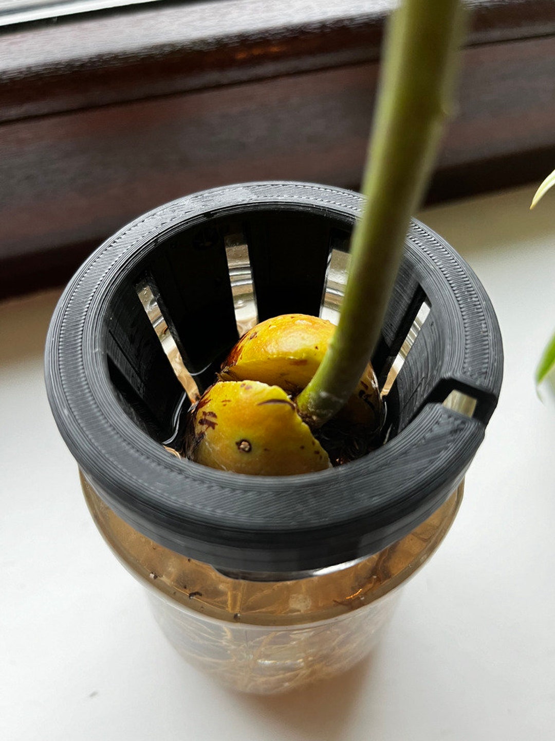 4Pcs Avocado Seed States, Metal Tiangula Avocado Tee