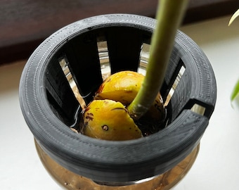 Avocado Seed Holder/Planter for Mason Jars