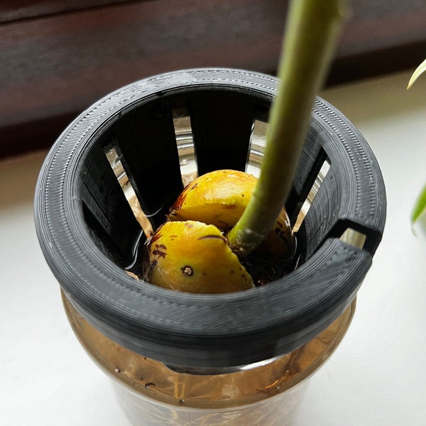 Avocado Seed Holder/Planter for Mason Jars