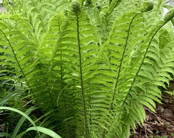 Fiddlehead Fern