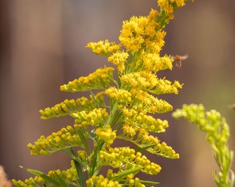 Golden Rod