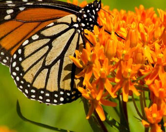 Butterfly Milkweed