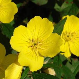 Evening Primrose - TN Nursery