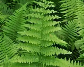 Hay Scented Fern