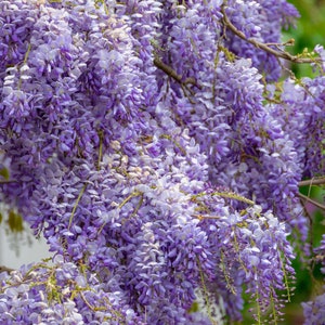 Wisteria Sinensis - TN Nursery