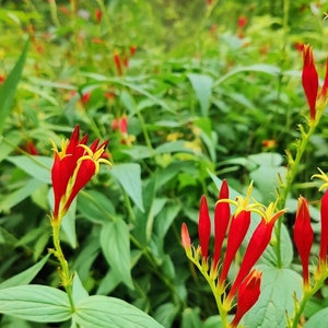 Spigelia Indian Pink