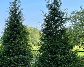 Green Giant Arborvitae