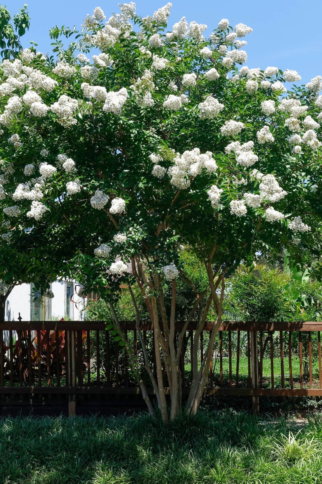 Natchez Crepe Myrtle - Etsy