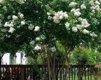 Natchez Crepe Myrtle