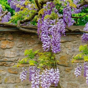 Wisteria Sinensis - TN Nursery