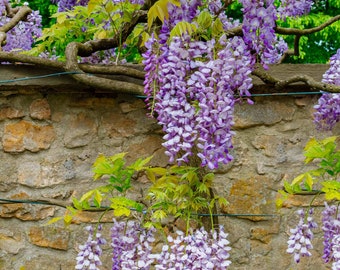 Wisteria Sinensis