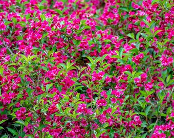 Pink Weigelia