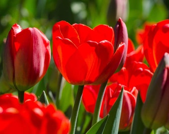 Red Tulip