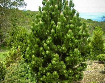 White Pine Tree