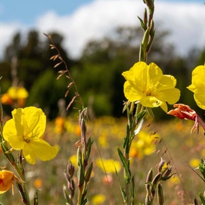 Evening Primrose - TN Nursery