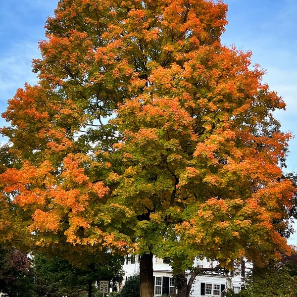 Pin Oak Tree