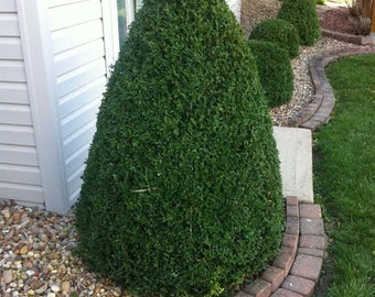 Green Mountain Boxwood