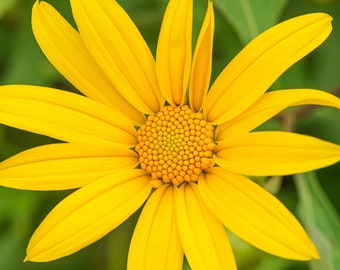 Maximilian Sunflower