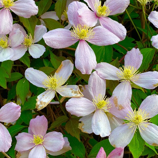 Rue Anemone