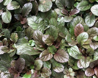 Chocolate Chip Ajuga