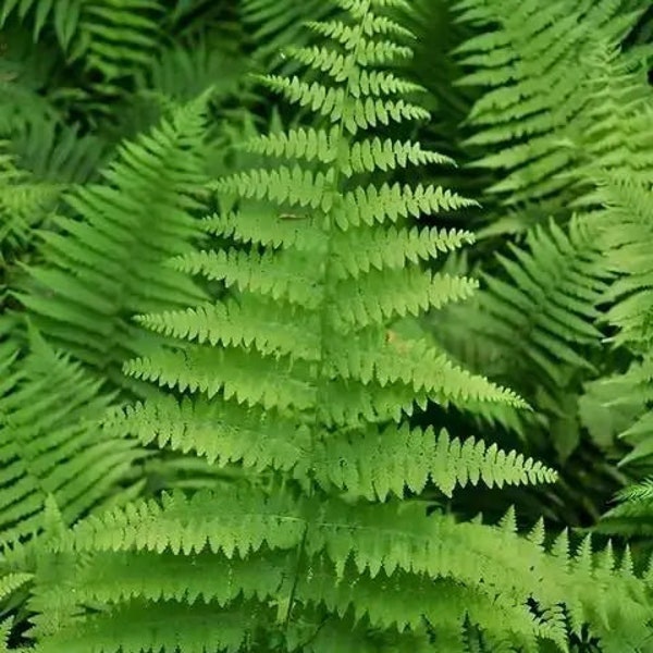 Hay Scented Fern