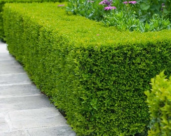 Wintergreen Boxwood