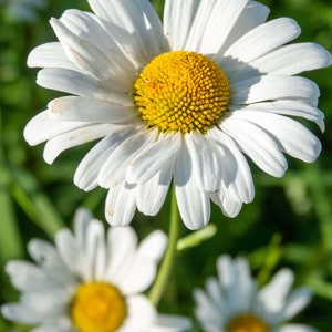 Oxeye Daisy - TN Nursery