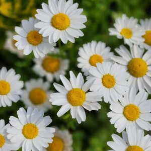 Oxeye Daisy - TN Nursery