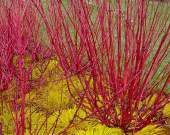 Coral Red Dogwood