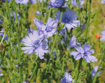 Chicory