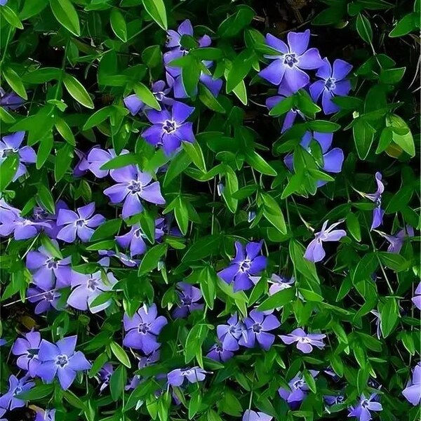 Vinca Minor