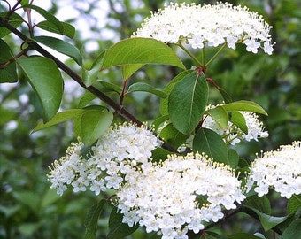 Mapleleaf Viburnum