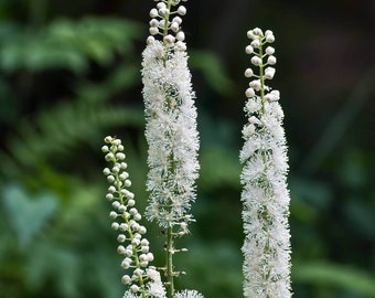 Black Cohosh