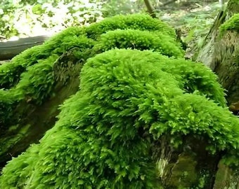 Tree Moss climacium Americanum / Dendroides Rare Live Moss for Terrarium,  Terrarium Moss, Live Moss for DIY Terrarium 