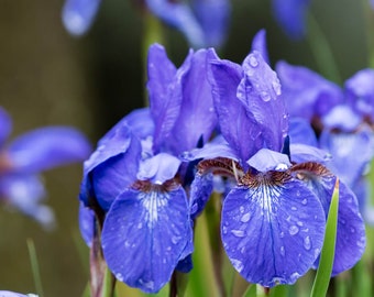 Siberian Iris