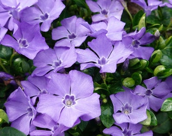 Periwinkle - Vinca minor