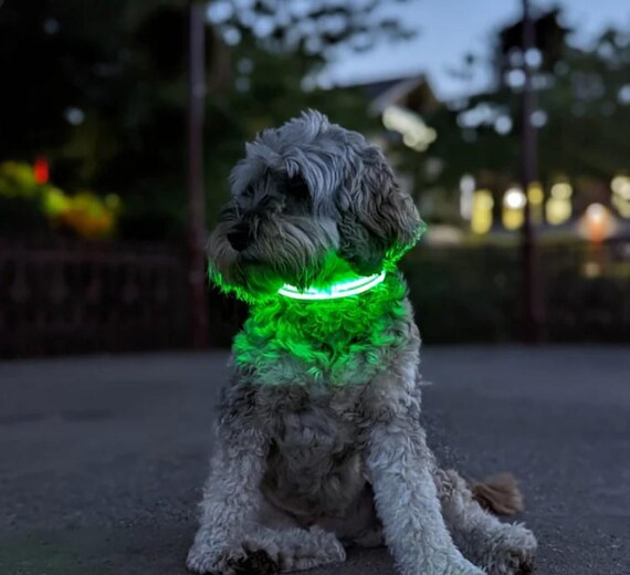 Glowguard™ LED Dog Collar – USB Rechargeable, Waterproof Safety