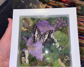 Puede incluir: Una caja de sombra blanca con un libro morado, una mariposa en blanco y negro, musgo y flores secas.