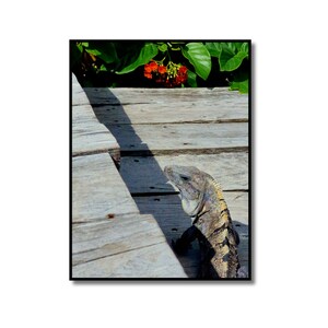 Mexican Iguana Photography Print, Exotic Reptile, Tropical Vibes, Vibrant Flowers, Wildlife Photography Poster, Gift for Reptile Lovers