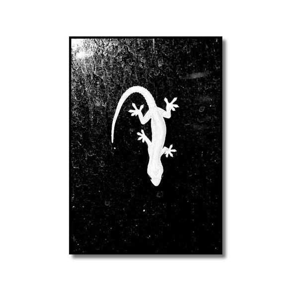 Black and White Gecko Photography Print, White Gecko on a Window Wall Art, Mexican Wildlife Photography, Reptile Poster, Animal Wall Art