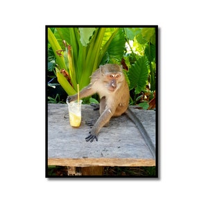Monkey Relaxing with a Drink Photography Print, Funny Long-Tailed Macaque Monkey Poster, Thailand Wildlife Wall Art, Cute Animal Poster