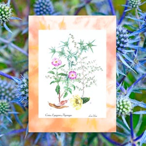 Stampa Botanica Mediterranea - Cistus Creticus, Eryngium Campestris, Asparagus e Opuntia/Poster botanico, Arte naturale,Decorazione botanica