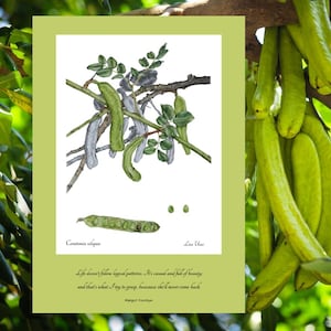 Stampa d'Arte Botanica: Carruba (Ceratonia Siliqua) con Citazione - Edizione Limitata di 900 esemplari per sito e misura -Idea Regalo Unica
