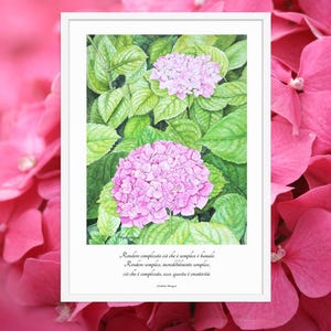 Stampa botanica Hydrangea rosa 50x70 cm con frase- Cornice nera o bianca - Carta opaca - Edizione limitata 900 copie