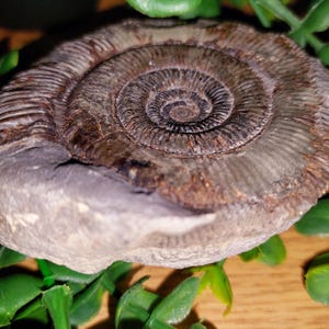 Ammonite - negative- imprint - complete - jurassic - coast - fossil - beach - find - rare - collectable