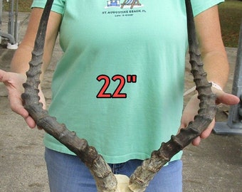 Huge African Impala skull plate and horns up to 22 inches