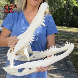 Huge Jumbo Gigantic Collosal Genuine Alligator Skulls up to 22" from Florida